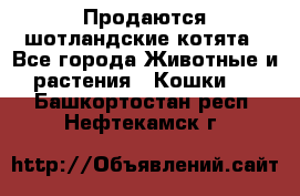 Продаются шотландские котята - Все города Животные и растения » Кошки   . Башкортостан респ.,Нефтекамск г.